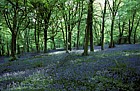 Bluebells beech wood Downe, Kent