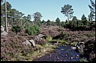 Caldeonian pine forest and stream, Rothiemurchas, Scotland