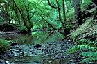 Dowles brook Wyre forest