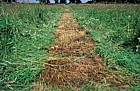 Park Grass Experiment, Rothamstead, Hertfordshire
