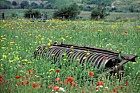Old roller farm implement, in arable weeds, Chilterns