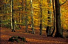 Beech wood with autumn colour, Bramshaw, New Forest
