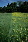 Park Grass, Rothamstead
