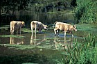 Cattle in river Ouse, Cosgrove