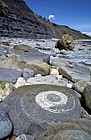 Fossil ammonite, Lyme Regis, Dorset