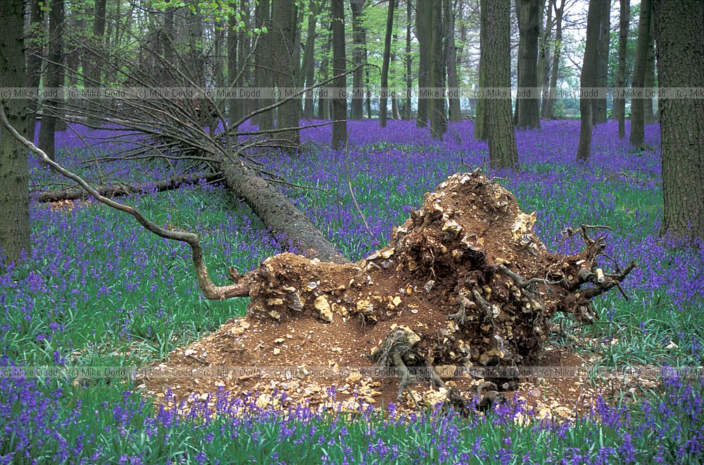 Fallen tree bluebell wood, Ashridge