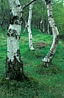 Birch trunks, Stannage, Peak District