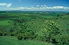 Chalk grassland and scrub, Stepps hill, Ivinghoe