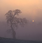 Sunrise oak, Woburn