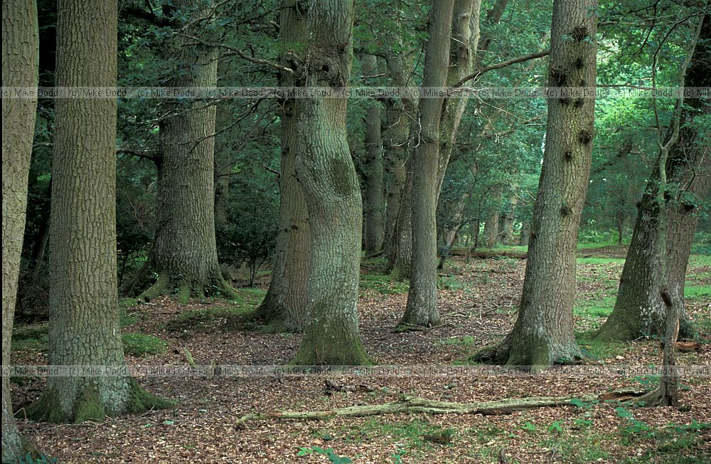 Oak woodland, Norleywood, New Forest