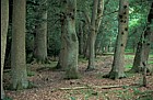 Oak woodland, Norleywood, New Forest