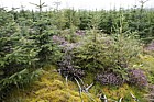 Young spruce and larch plantation with heather in flower Picea Larix Calluna vulgaris