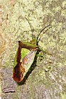 Acanthosoma haemorrhoidale Hawthorn shieldbug