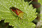 Hawthorn shieldbug Acanthosoma haemorrhoidale
