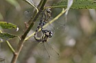 Aeshna mixta Migrant hawker mating wheel