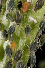Aphids on Sallow (Salix)