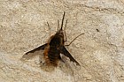 Bombylius major Bee-fly