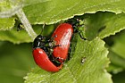 Chrysomela populi Leaf beetle