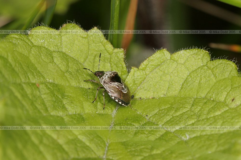 Woundwort shieldbug Eysarcoris fabricii