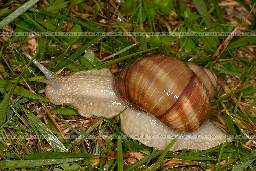 Helix pomatia Roman snail or edible snail