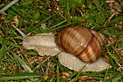 Helix pomatia Roman snail or edible snail