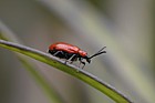 Liloceris lilii Lily beetle a pest of lilies