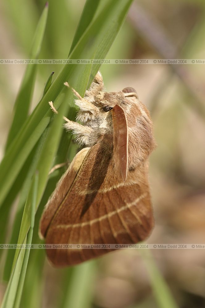 Macrothylacia rubi Fox moth male