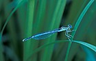 Platycnemis pennipes white legged damselfly