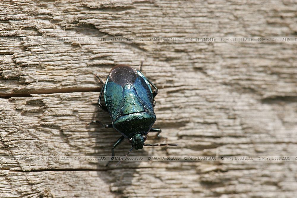 Blue shieldbug Zicrona caerulea