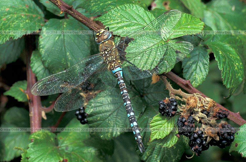 Aeshna mixta Migrant hawker dragonfly male
