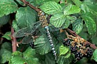 Aeshna mixta Migrant hawker dragonfly male