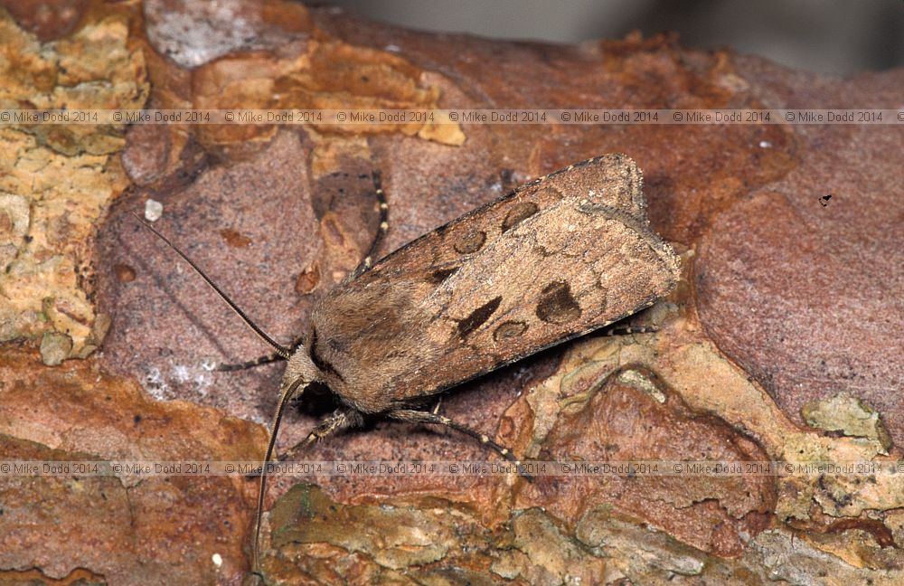 Heart and Dart moth Agrotis exclamationis
