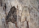 Apamea monoglypha and Apamea lithoxylaea moth