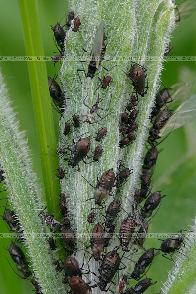 Aphids Blackfly