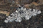 Peppered moth non melanic form Biston betularia