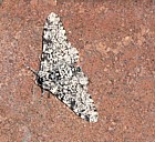 Peppered moth non melanic form Biston betularia