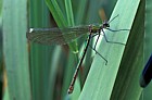 Calopteryx splendens Banded Demoiselle or sometimes called Agrio splendens Banded Agrion