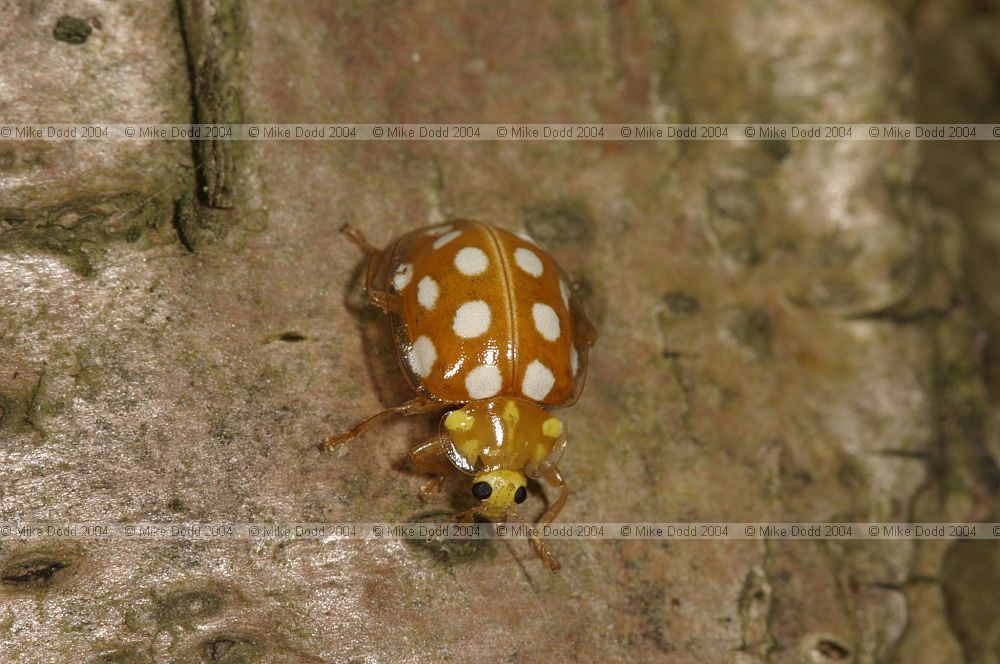 Calvia 14-guttata Ladybird