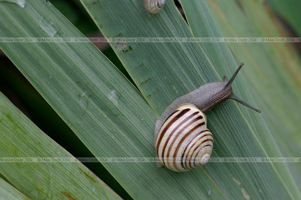 Cepaea hortensis White lipped snail