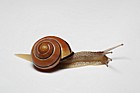 Cepaea nemoralis Brown lipped snail sometimes called Grove snail