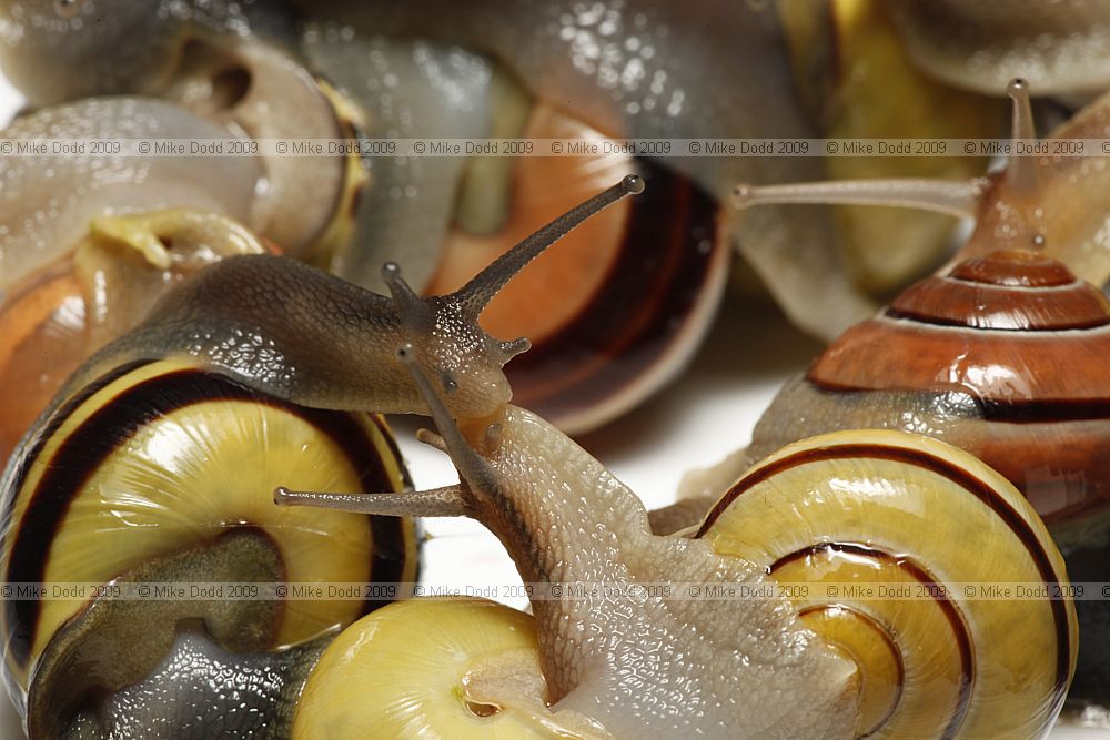 Cepaea nemoralis Banded snail 'kissing' (actually just touching foot to foot)