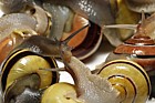 Cepaea nemoralis Brown lipped snail sometimes called Grove snail