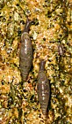 Clausilia bidentata common door snail sometimes called two-toothed door snail