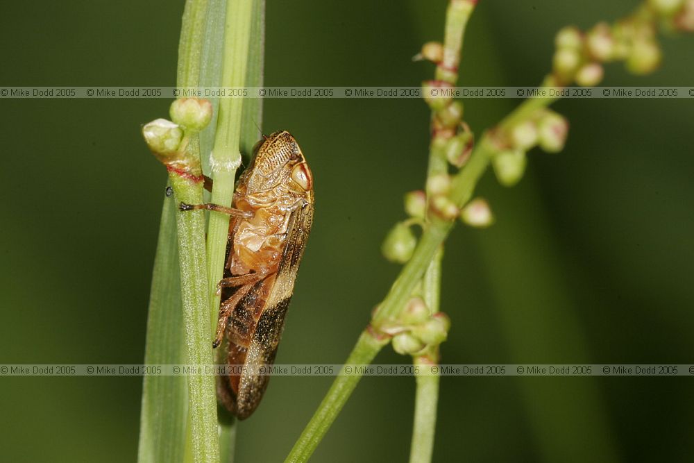 Froghopper, looked rather larger than most species.