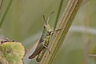 Grasshopper