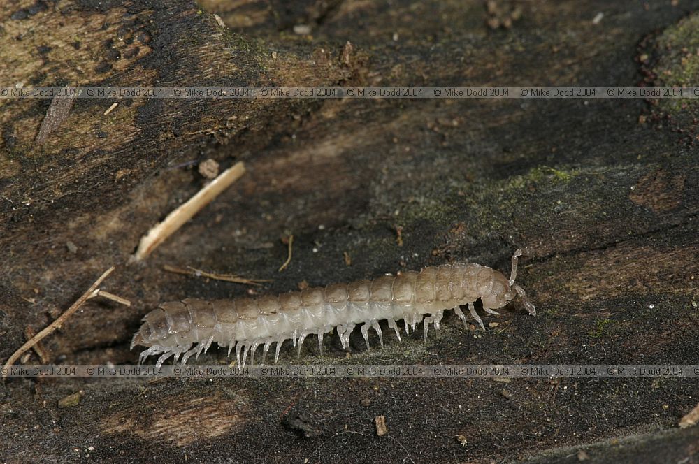 Polydesmus angustus millipede