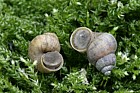 Pomatias elegans Round-mouthed snail