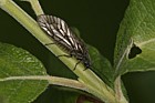 Sialis lutaria Alder fly