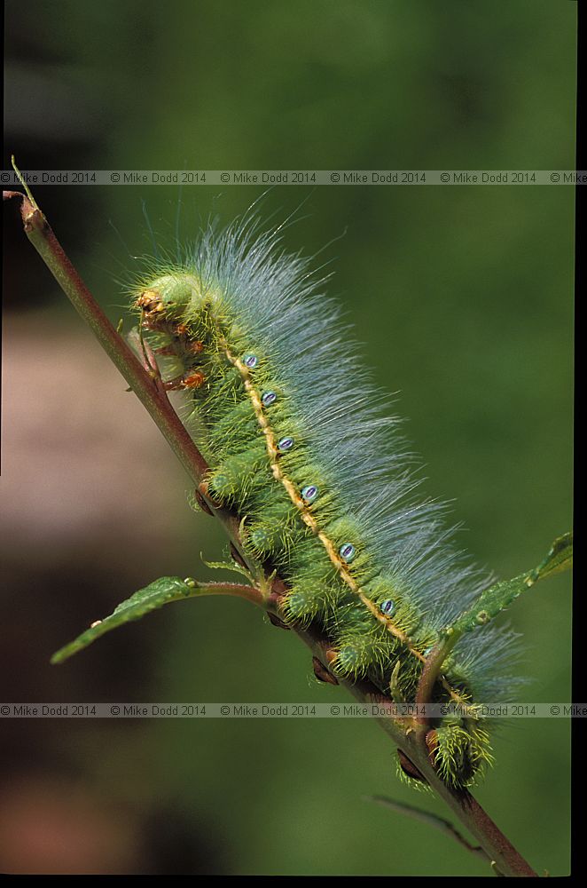 Silk moth catterpillar