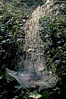 spiders web
